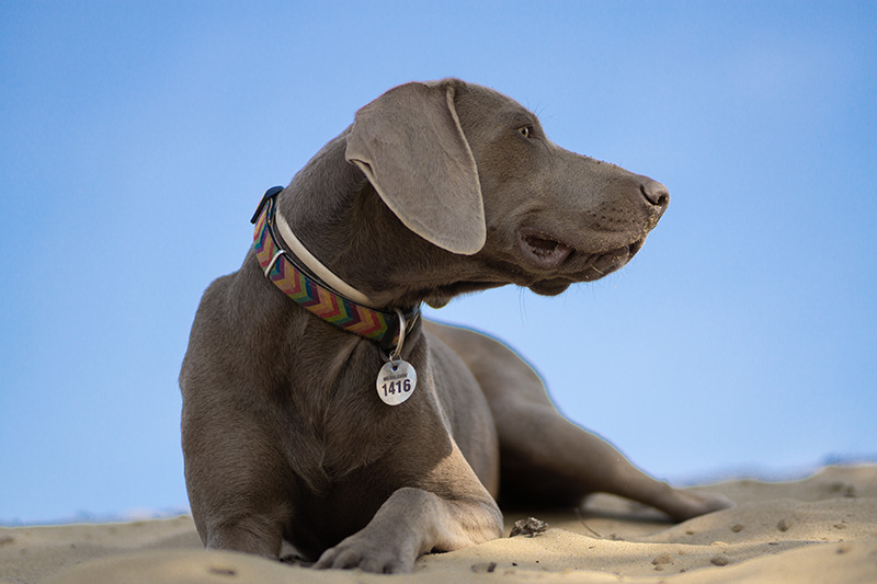 بطاقة تعريف QR